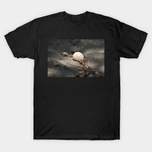 shell T-Shirt